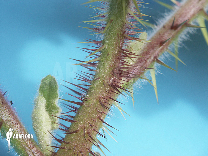 Solanum quitoense ‚Naranjilla‘