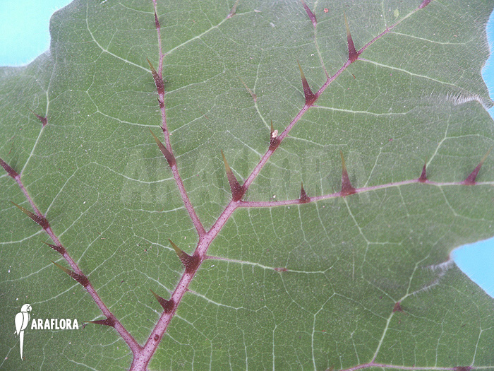 Solanum quitoense ‚Naranjilla‘