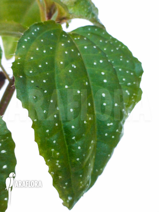 Sonerila margaritacea