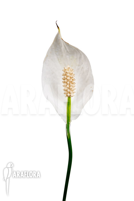 Spathiphyllum variagated ‚WB‘