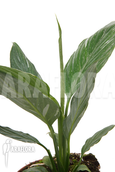 Spathiphyllum variagated ‚WB‘