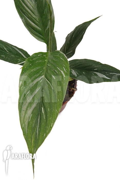 Spathiphyllum variagated ‚WB‘
