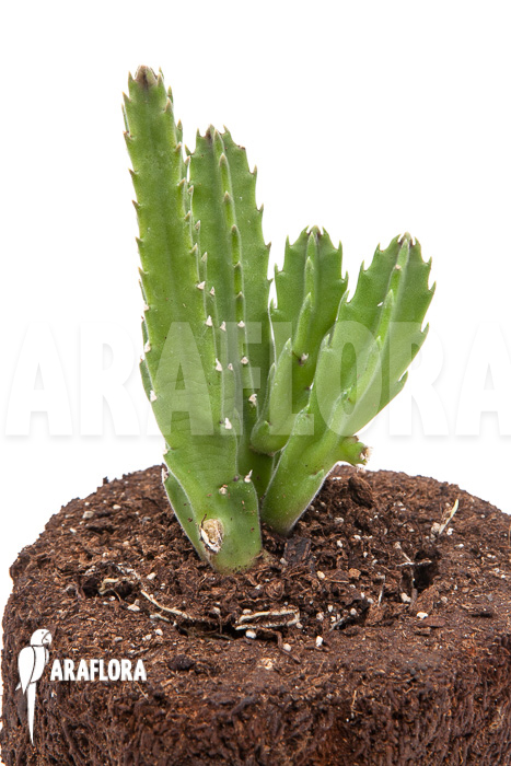 Stapelia grandiflora