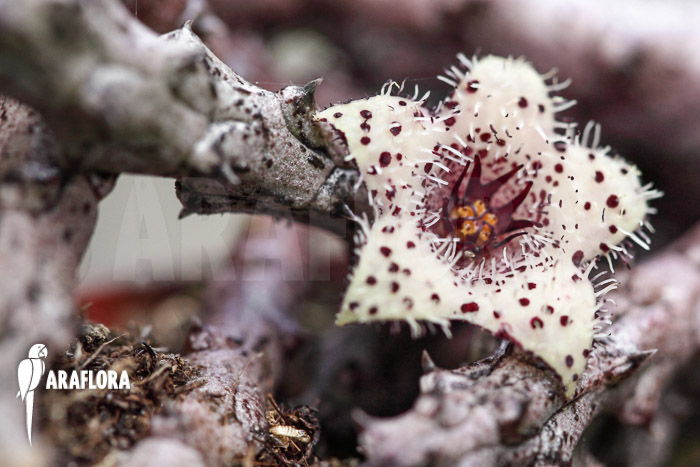 Stapelianthus madagascariensis