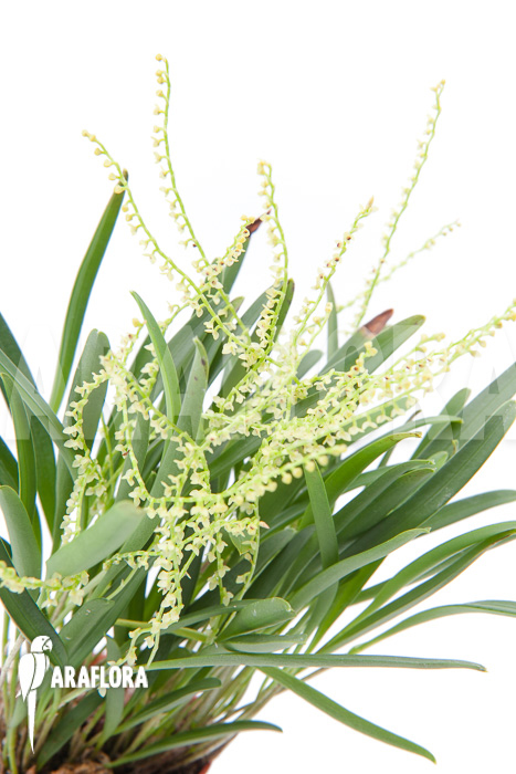 Stelis ‚Species A ‚Costa Rica‘