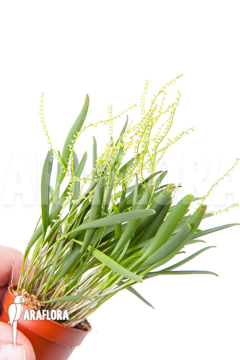 Stelis ‚Species A ‚Costa Rica‘