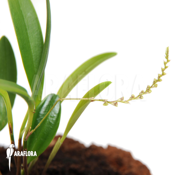 Stelis ‚Species A ‚Costa Rica‘