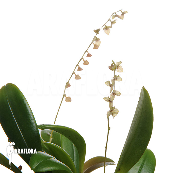 Stelis ‚Species B ‚Costa-Rica‘