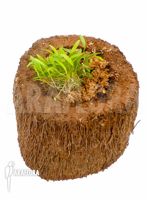 Stelis species crawling