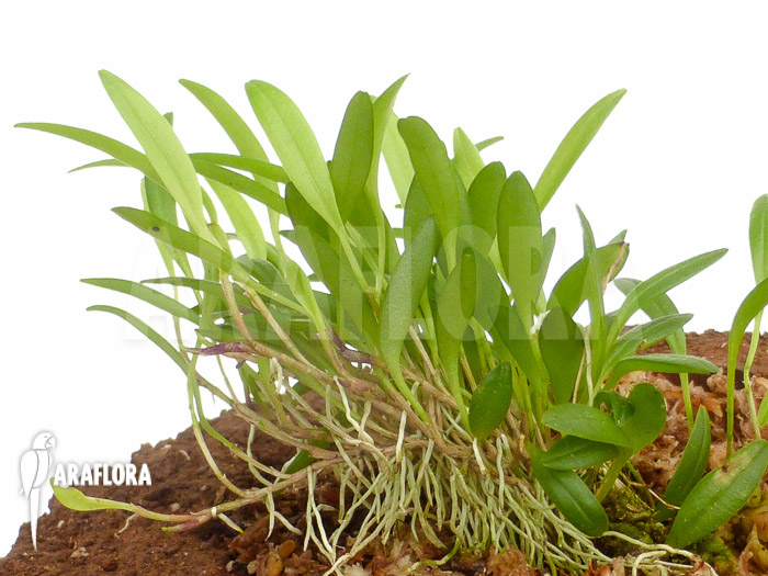 Stelis species crawling