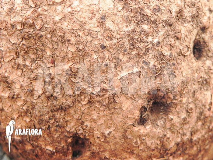 Stephania cepharantha