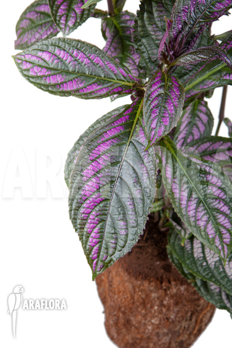 Strobilanthes dyerianus