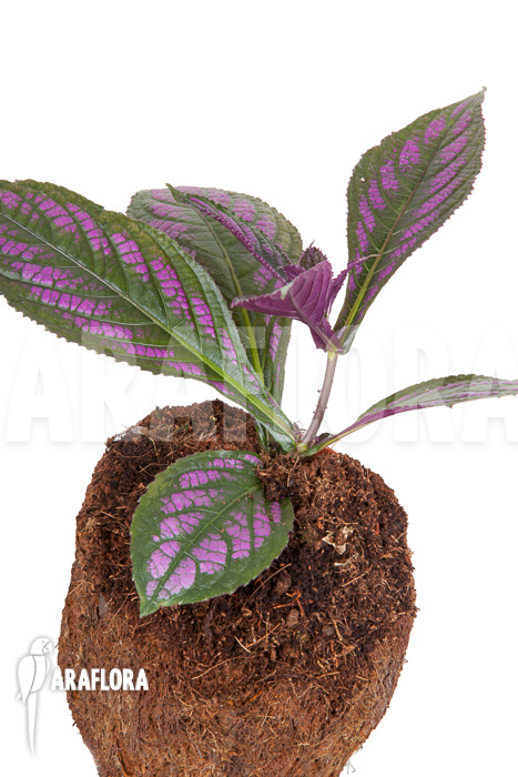 Strobilanthes dyerianus ‚Starter‘