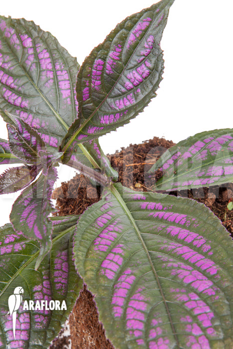 Strobilanthes dyerianus ‚Starter‘