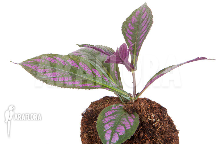 Strobilanthes dyerianus ‚Starter‘