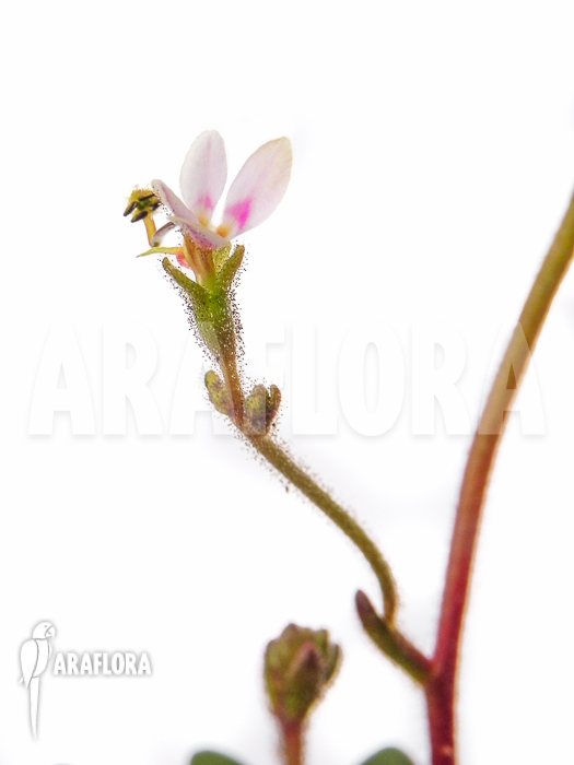 Stylidium assimile