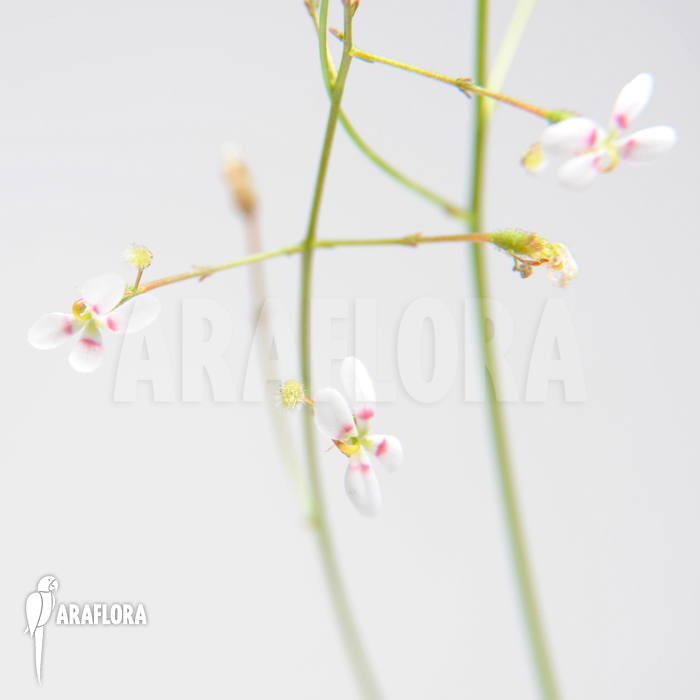 Stylidium caespitosum