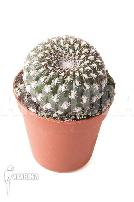 Sulcorebutia arenacea