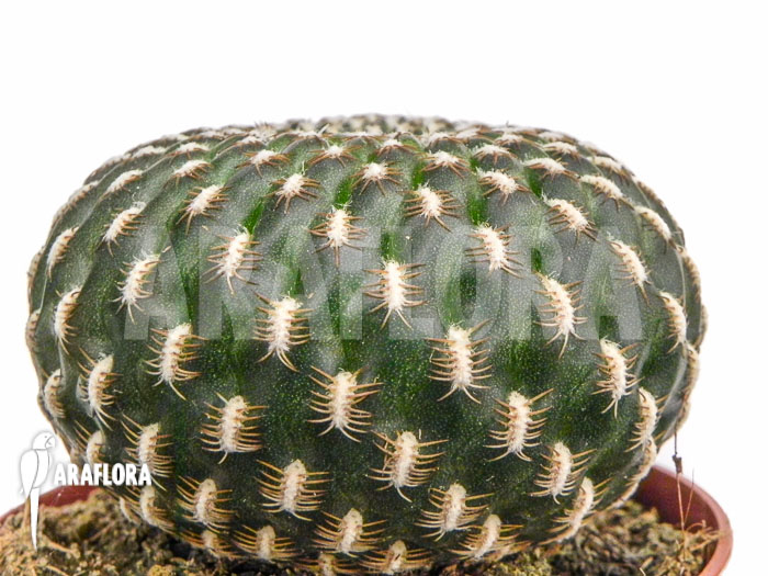 Sulcorebutia species