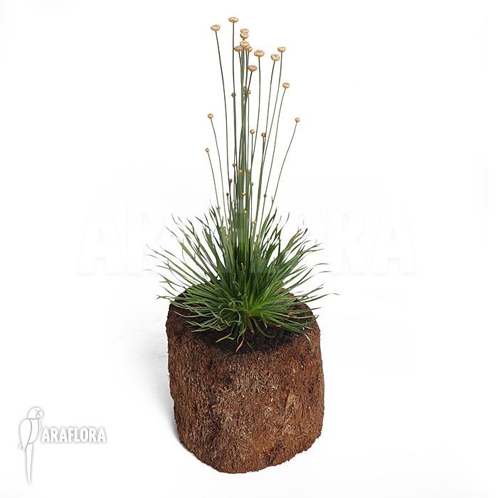 Syngonanthus chrysanthus ‚Mikado‘