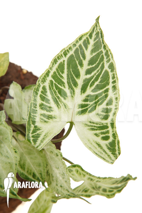 Syngonium ‚Batik‘