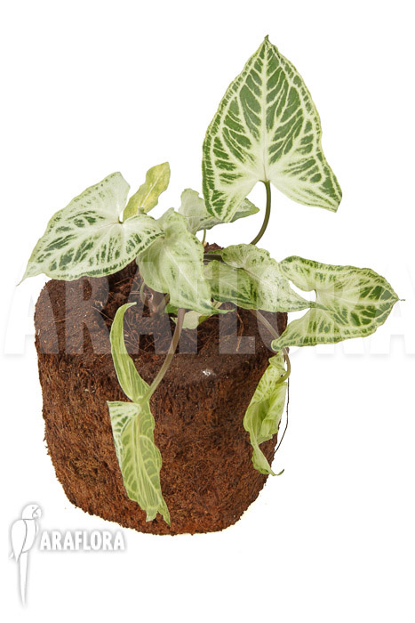 Syngonium ‚Batik‘