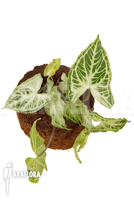 Syngonium ‚Batik‘