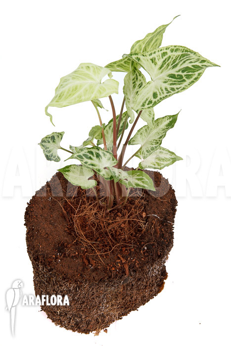 Syngonium ‚Batik‘