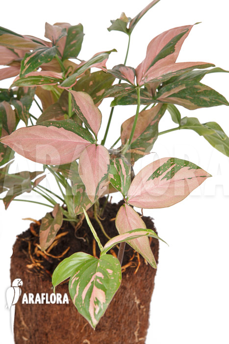 Syngonium ‚Red Spot‘