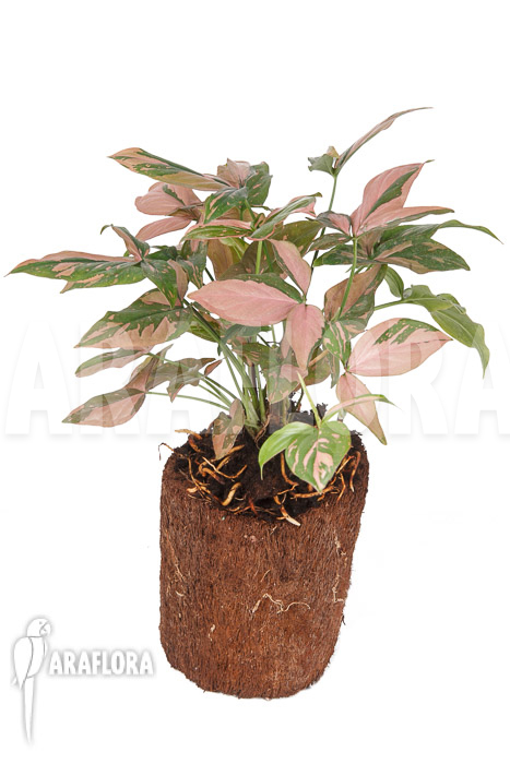 Syngonium ‚Red Spot‘