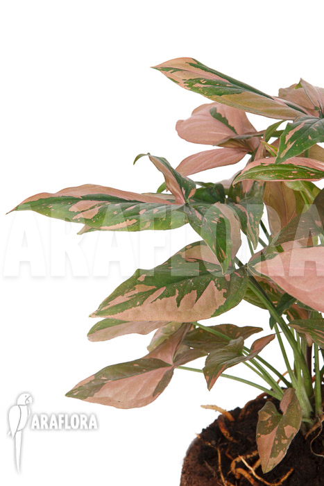 Syngonium ‚Red Spot‘