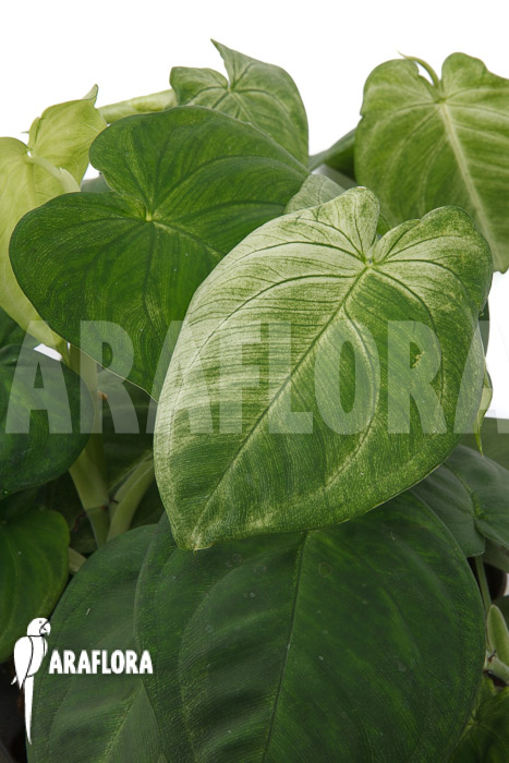 Syngonium macrophyllum ‚Frosted heart‘
