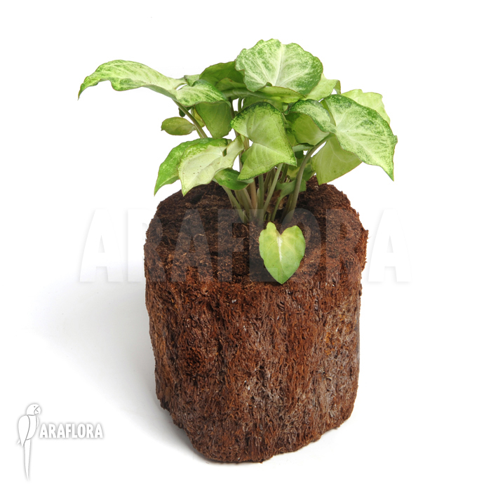 Syngonium podophyllum