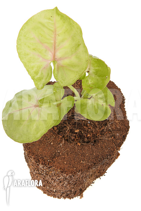 Syngonium podophyllum ‚Baru‘