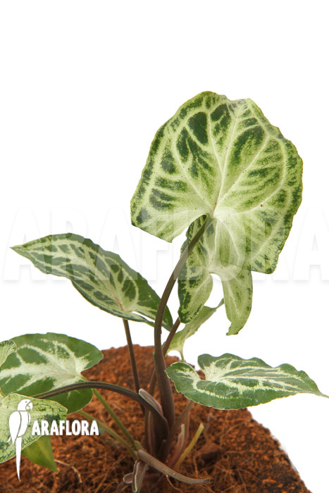Syngonium ‚Glo go‘
