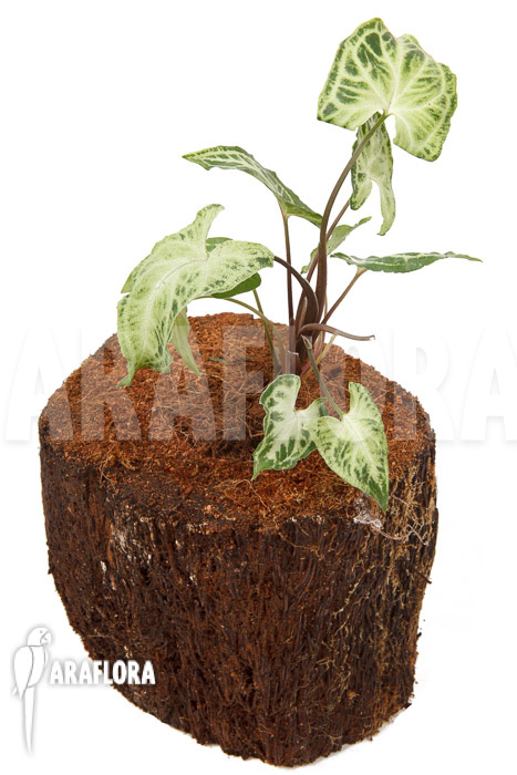 Syngonium ‚Glo go‘