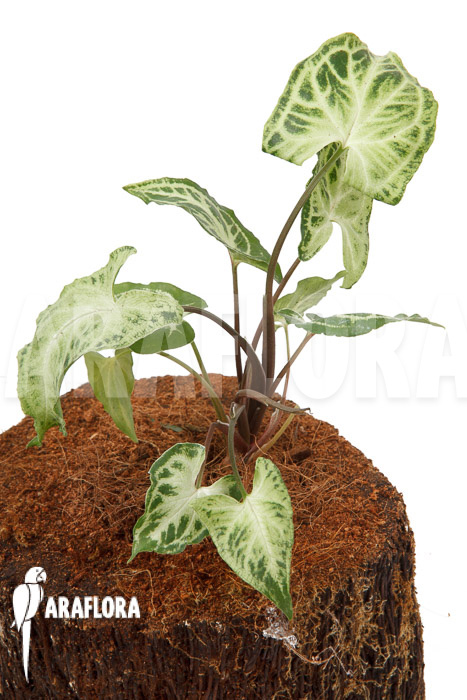 Syngonium ‚Glo go‘