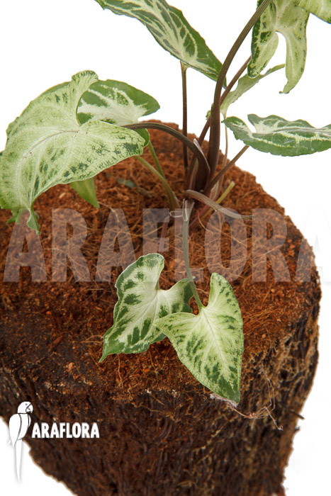 Syngonium ‚Glo go‘