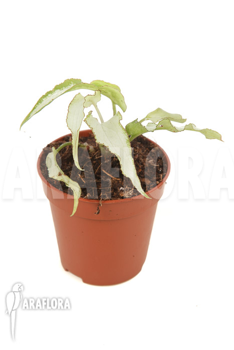 Syngonium podophyllum ‚Nguengi Laima‘ ’starter‘