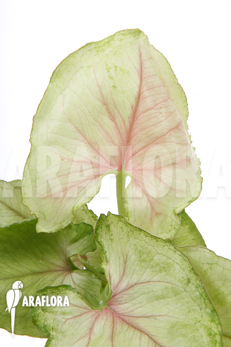 Syngonium podophyllum ‚Pink Line‘