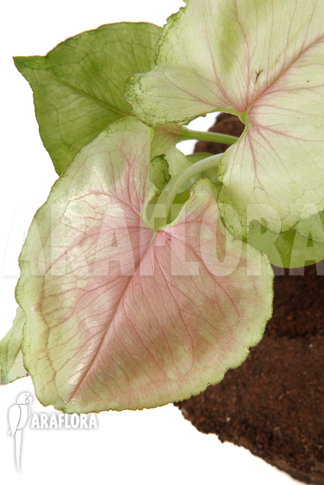 Syngonium podophyllum ‚Pink Line‘