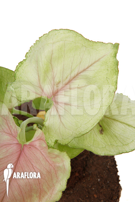 Syngonium podophyllum ‚Pink Line‘