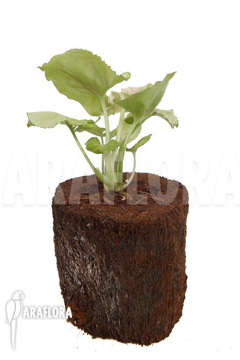 Syngonium podophyllum ‚Pink Line‘