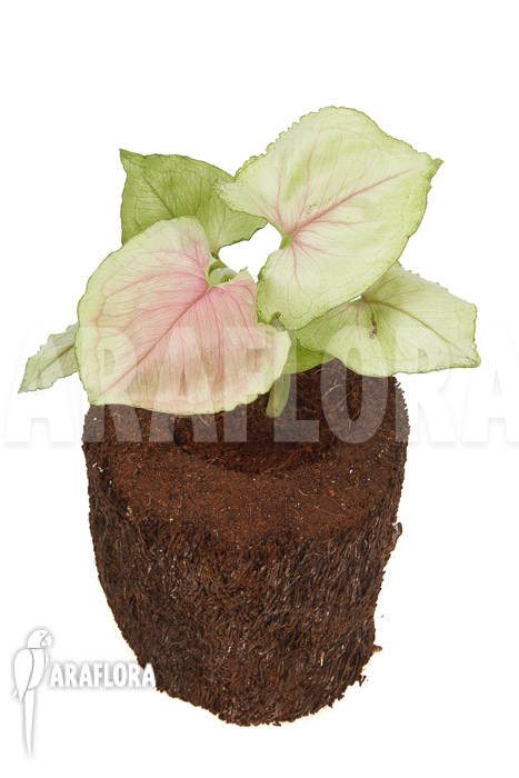 Syngonium podophyllum ‚Pink Line‘