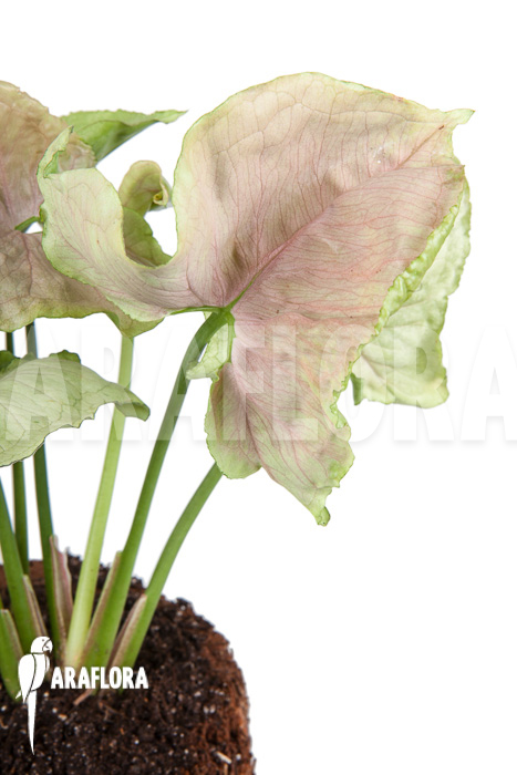 Syngonium podophyllum