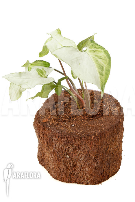 Syngonium podophyllum ‚Three Kings‘