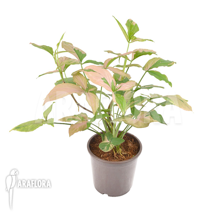 Syngonium podophyllum ‚red spot‘