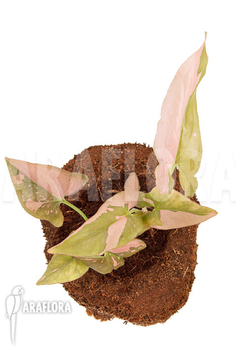 Syngonium podophyllum ‚red spot‘ Type B