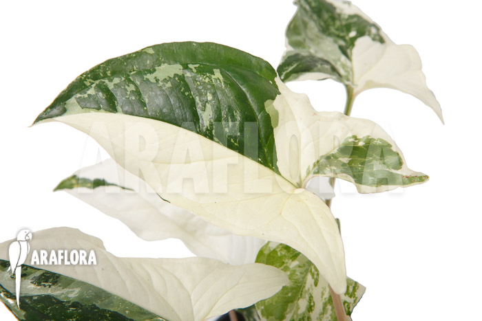 Syngonium podophyllum variegated