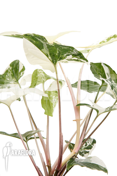 Syngonium podophyllum variegated